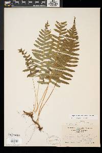 Polypodium appalachianum image