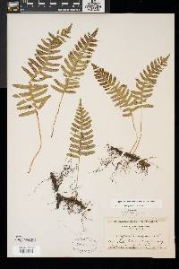 Polypodium appalachianum image