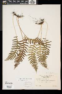 Polypodium appalachianum image