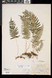 Polypodium appalachianum image