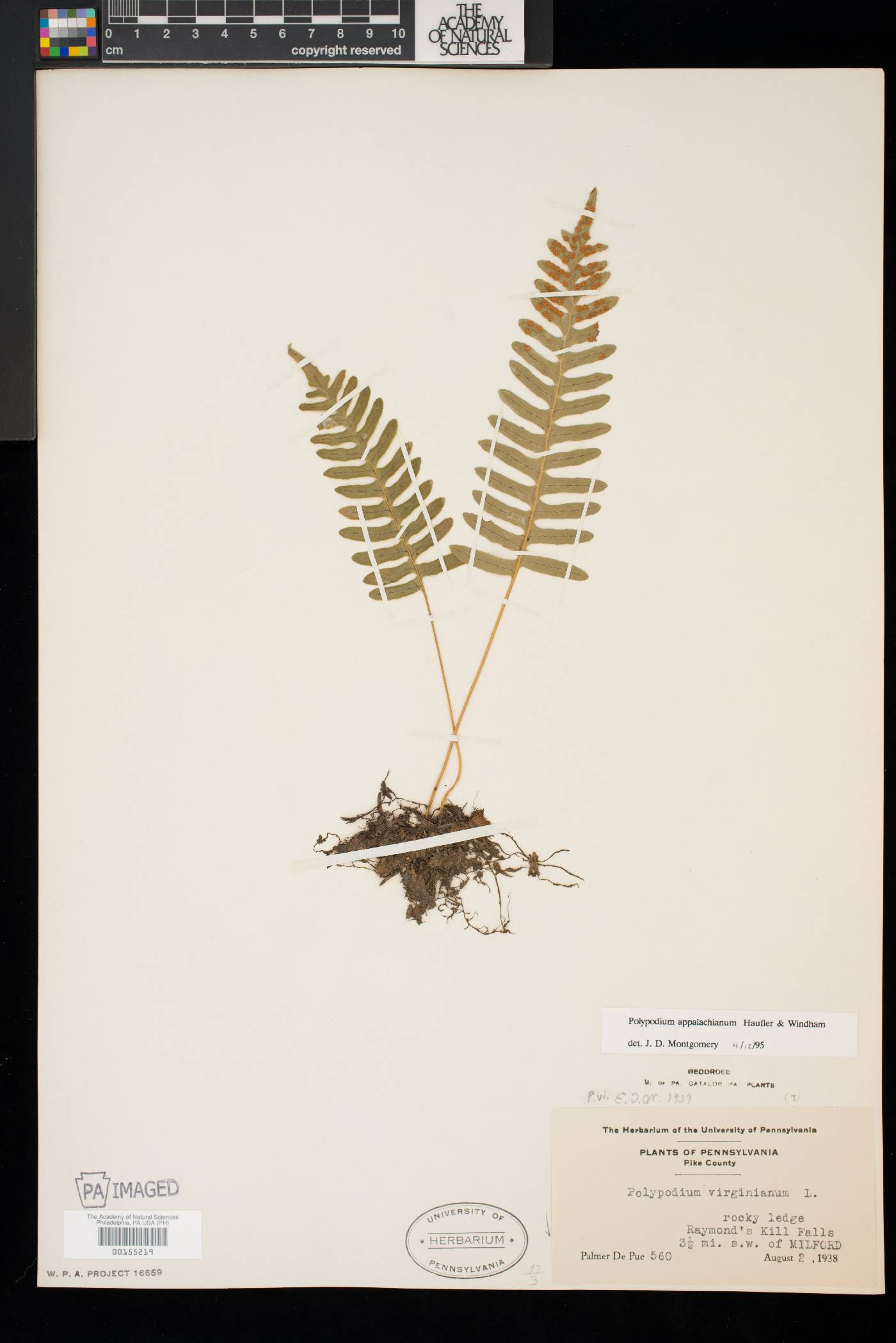 Polypodium appalachianum image