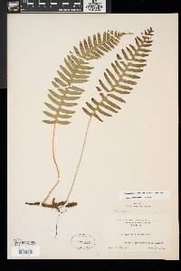 Polypodium appalachianum image