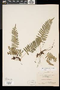 Polypodium appalachianum image