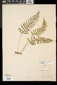 Polypodium appalachianum image