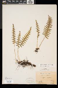 Polypodium appalachianum image