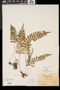 Polypodium appalachianum image