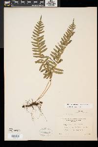 Polypodium appalachianum image