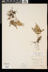 Polypodium appalachianum image