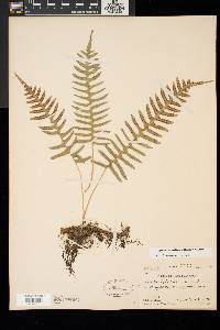 Polypodium appalachianum image