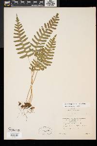 Polypodium appalachianum image