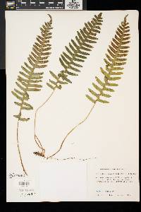 Polypodium appalachianum image