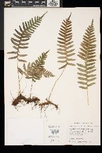 Polypodium appalachianum image