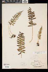 Polypodium appalachianum image