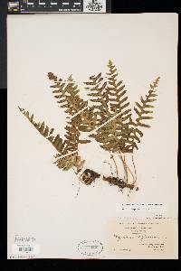 Polypodium appalachianum image