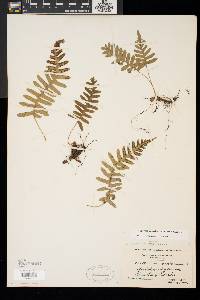 Polypodium appalachianum image