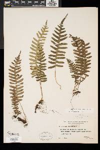 Polypodium appalachianum image