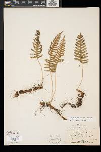 Polypodium appalachianum image