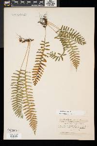 Polypodium virginianum image