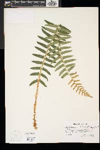 Pyrrosia longifolia image