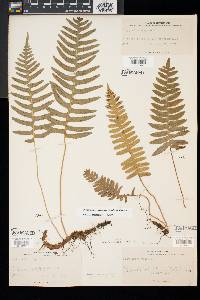 Polypodium vulgare image