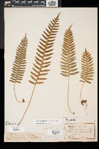 Polypodium vulgare image