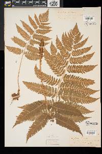 Dryopteris goldieana image