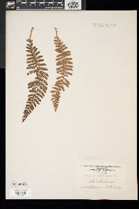 Polystichum braunii image