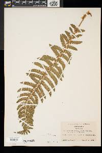 Polystichum braunii image