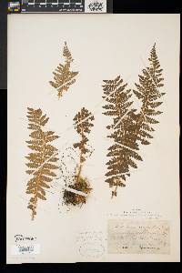 Polystichum braunii image