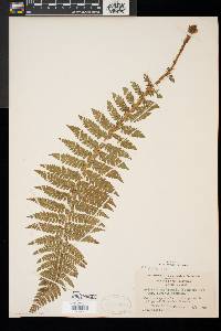 Polystichum braunii image