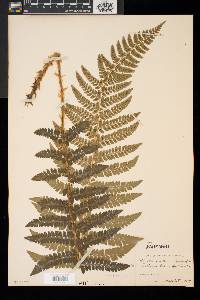 Polystichum braunii image