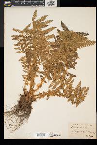 Polystichum braunii image