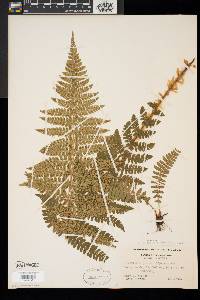 Polystichum braunii image