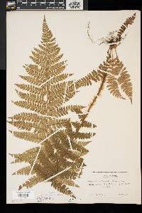 Polystichum braunii image