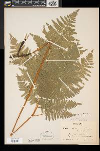 Pteridium aquilinum var. latiusculum image