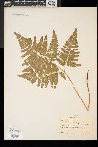 Pteridium aquilinum var. latiusculum image