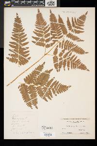 Pteridium aquilinum var. latiusculum image