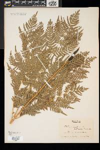 Pteridium aquilinum var. latiusculum image