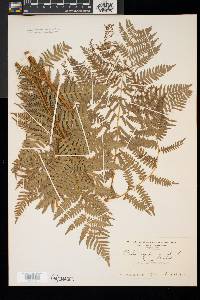 Pteridium aquilinum var. latiusculum image