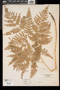 Pteridium aquilinum var. latiusculum image