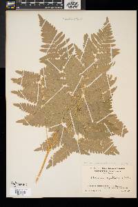 Pteridium aquilinum var. latiusculum image