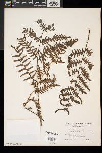 Pteridium aquilinum var. latiusculum image