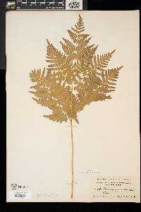 Pteridium aquilinum var. latiusculum image