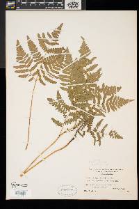 Pteridium aquilinum var. latiusculum image