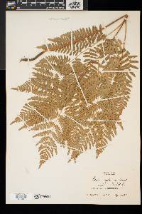 Pteridium aquilinum var. latiusculum image