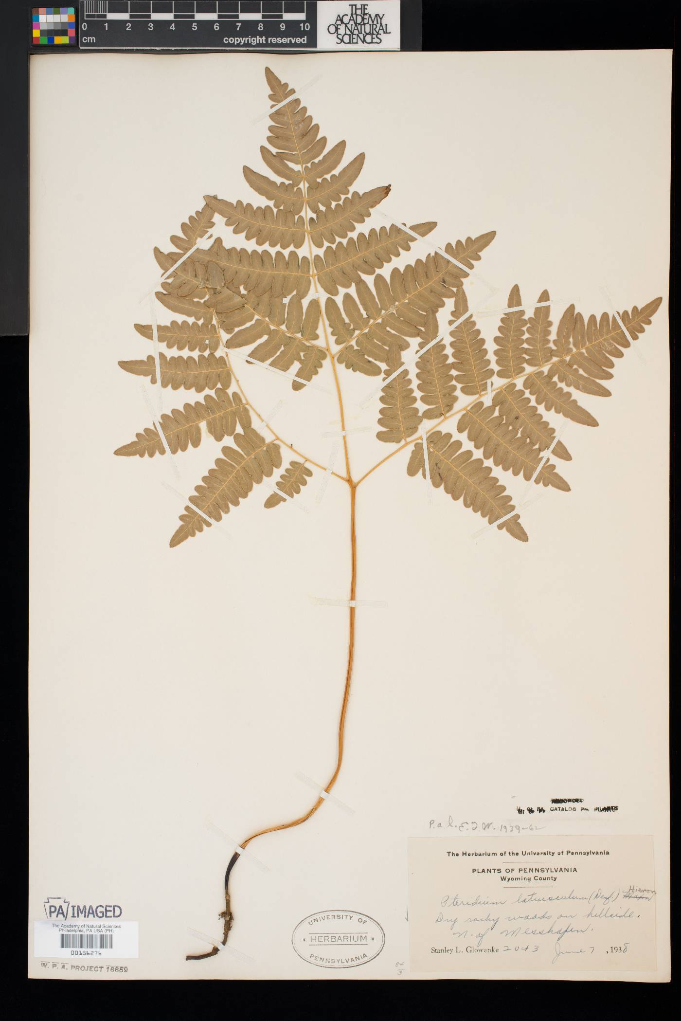 Pteridium aquilinum var. latiusculum image