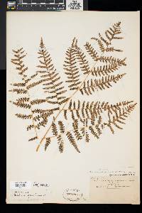 Pteridium aquilinum var. latiusculum image