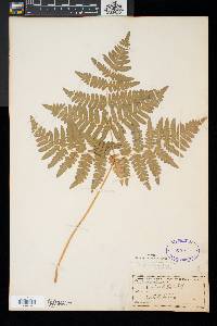 Pteridium aquilinum var. latiusculum image