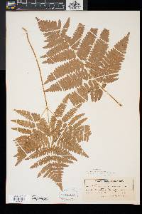 Pteridium aquilinum var. latiusculum image