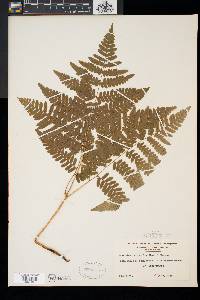 Pteridium aquilinum var. latiusculum image